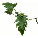 Philodendron Lacerum
