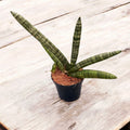 Sansevieria cylindrica 'Skyline' D7