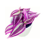 Tradescantia „Pink Paradise“ (miminko)