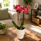 Phalaenopsis Horizon