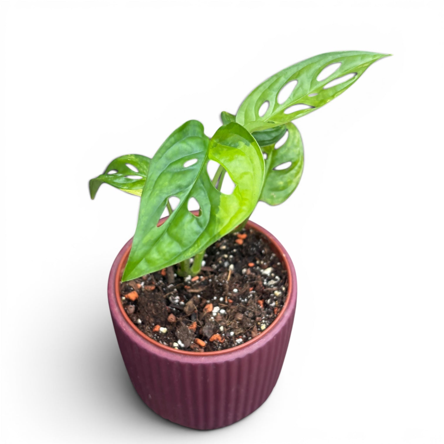 Monstera adansonii 'Variegata' - unico