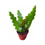 Epiphyllum anguliger - Κάκτος Ζιγκ Ζαγκ D5 5pp