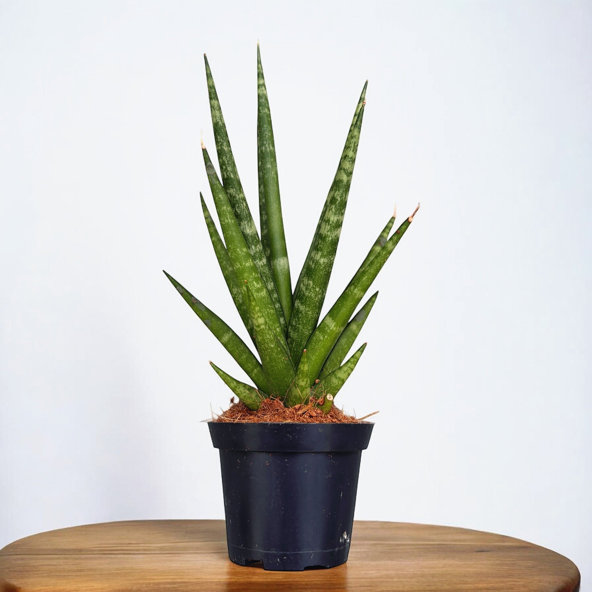 Sansevieria 'Dancing Queen'