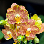 Phalaenopsis Indian Summer (Little Zorro) D9