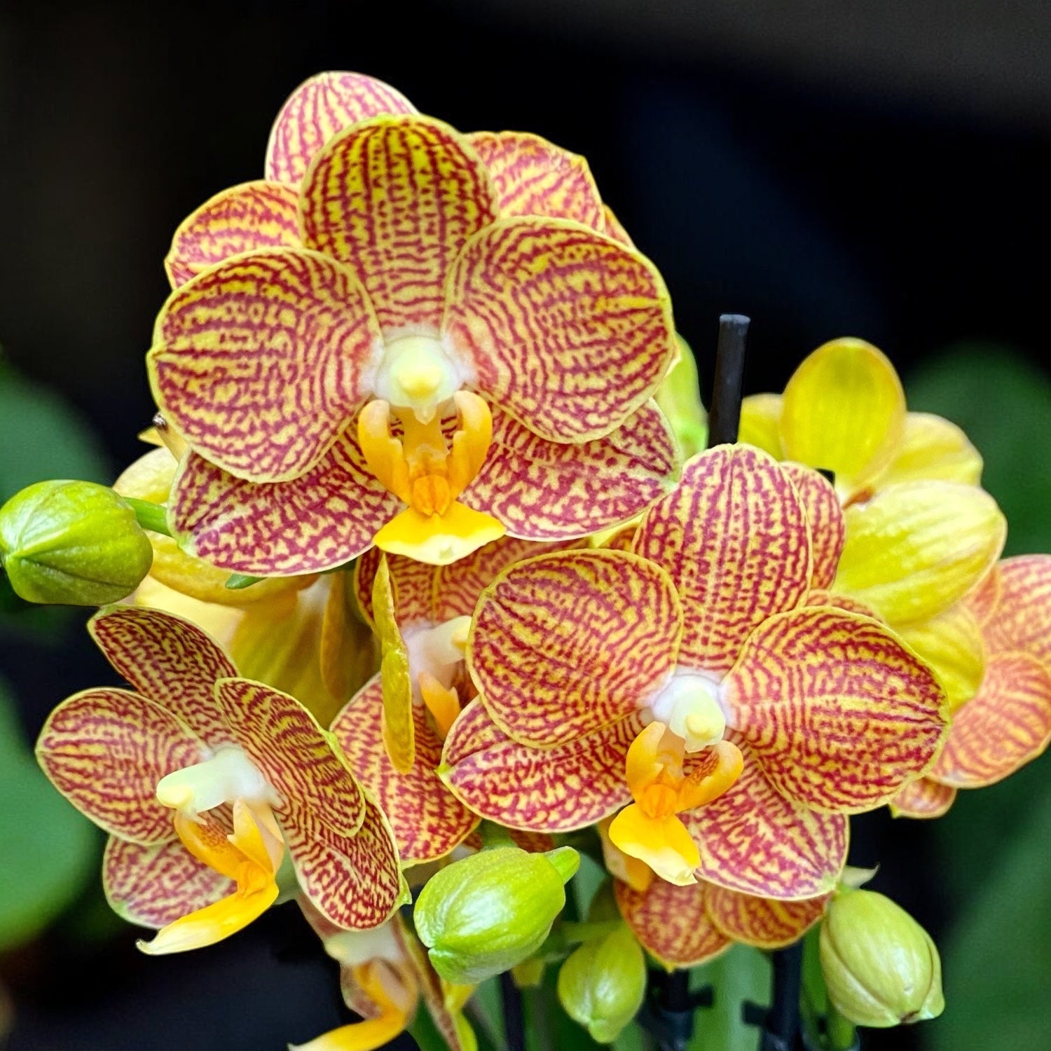 Phalaenopsis Indian Summer (Little Zorro) D9