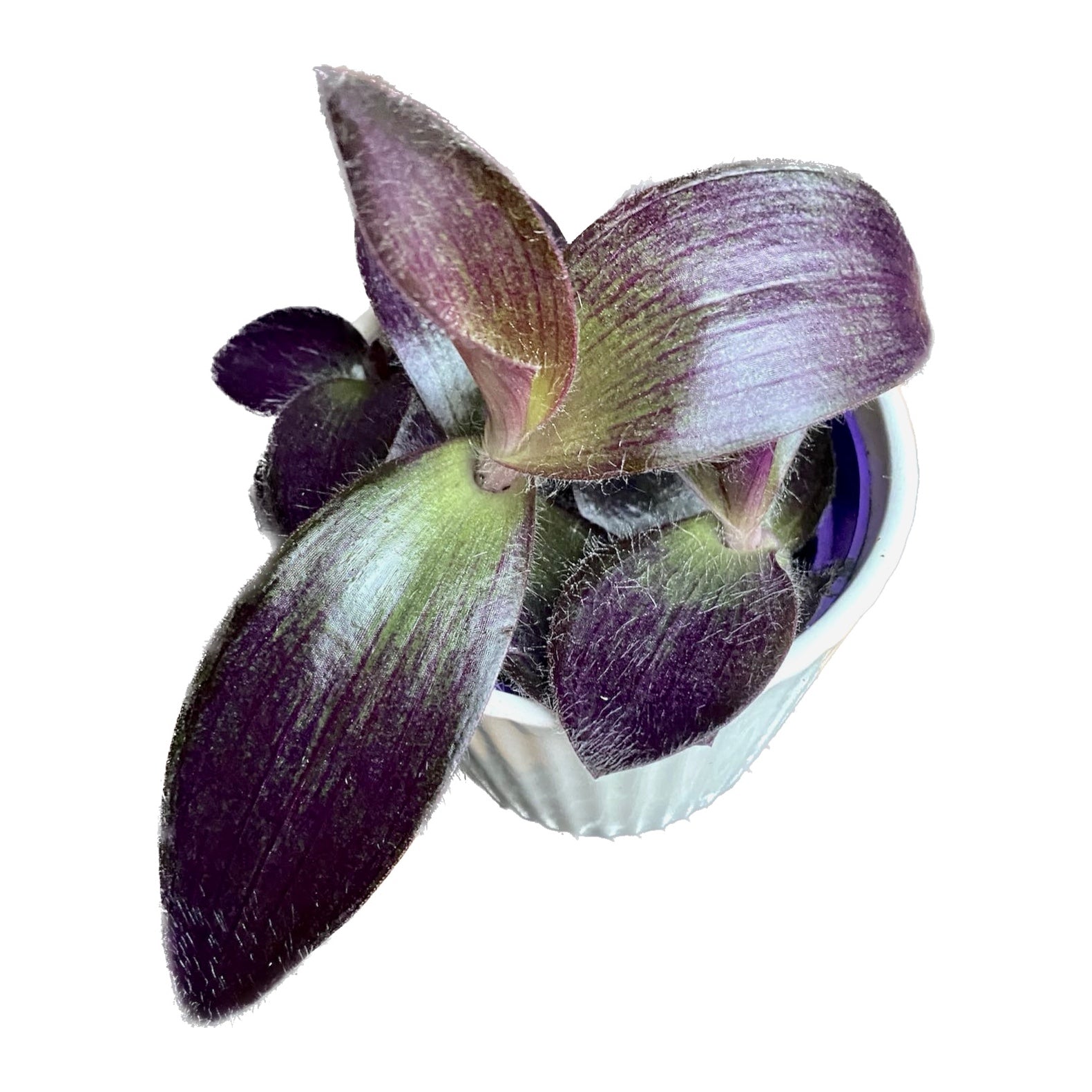 Tradescantia Purpurea Purple Heart (Pallida) - 2 растения/саксия