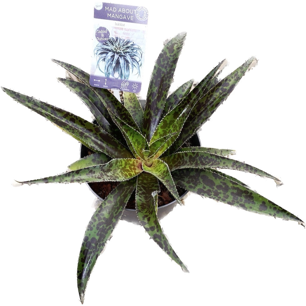 Mangave 'Inkblot' (frunze cu defecte)