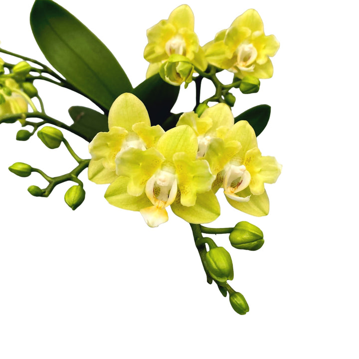 Phalaenopsis Table Lemon peloric - butterfly