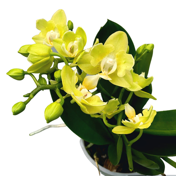 Phalaenopsis Table Lemon peloric - butterfly