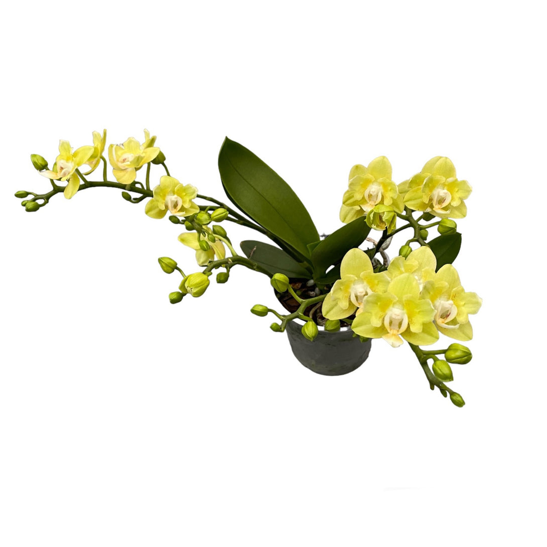 Phalaenopsis Table Lemon peloric - butterfly
