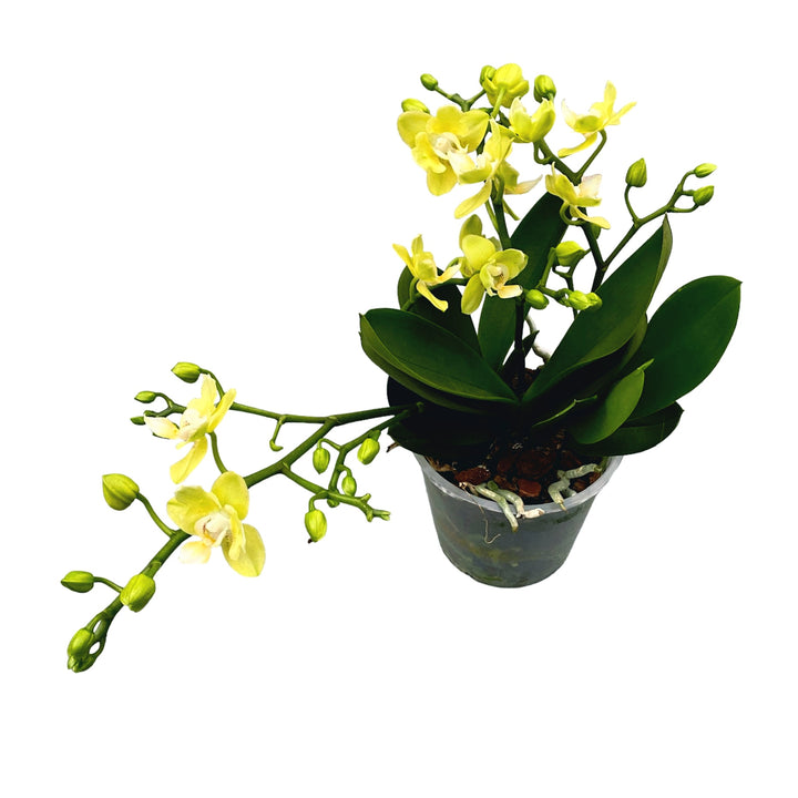 Phalaenopsis Table Lemon peloric - butterfly