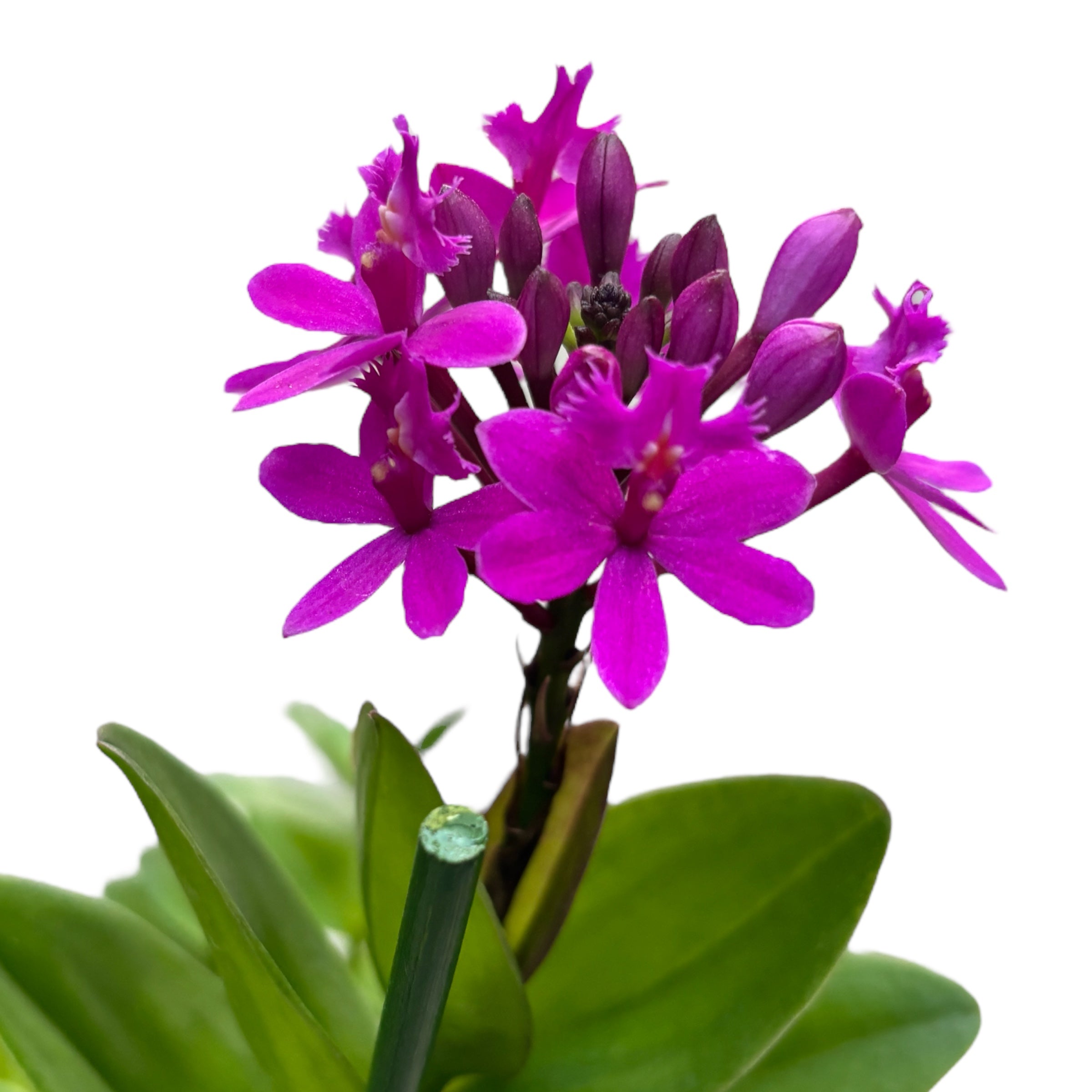 Epidendrum radicans 'Dark Purple' - esemplari sviluppati