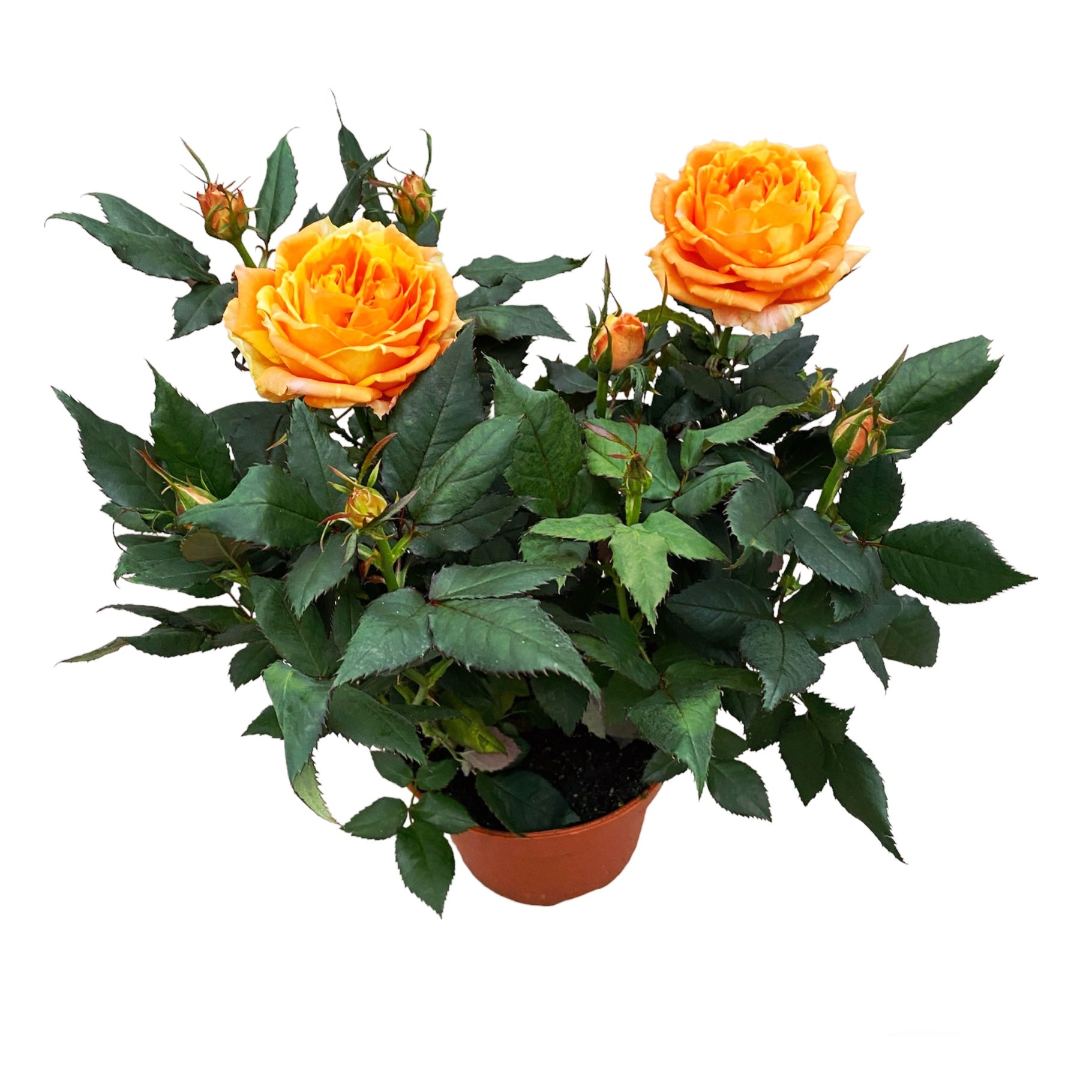 Trandafiri Rosa Impala Kordana Grande