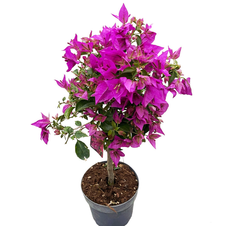 Bougainvillea 'Elisabeth Angus' (Sabina)