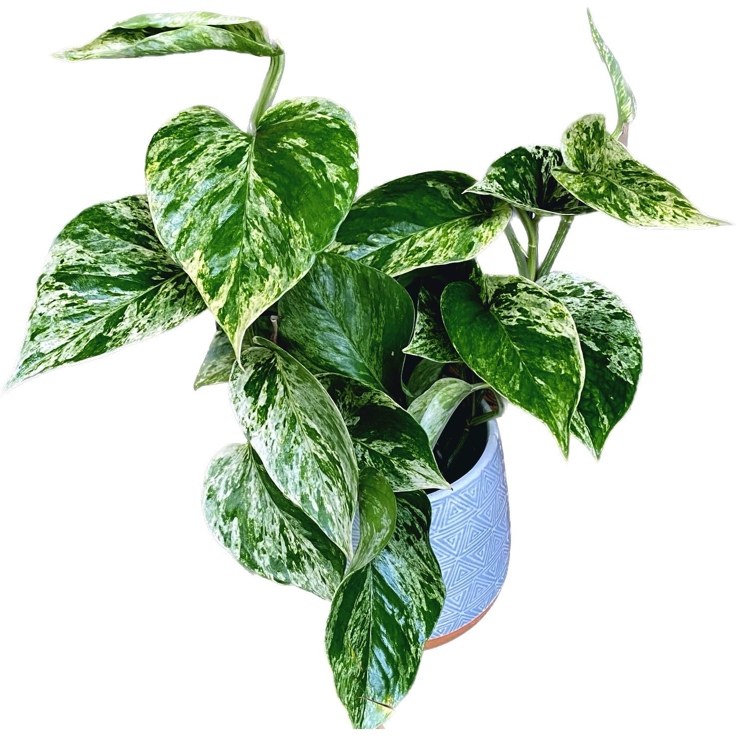 Epipremnum aureum 'Marble Queen' - 3-5 plante/ghiveci