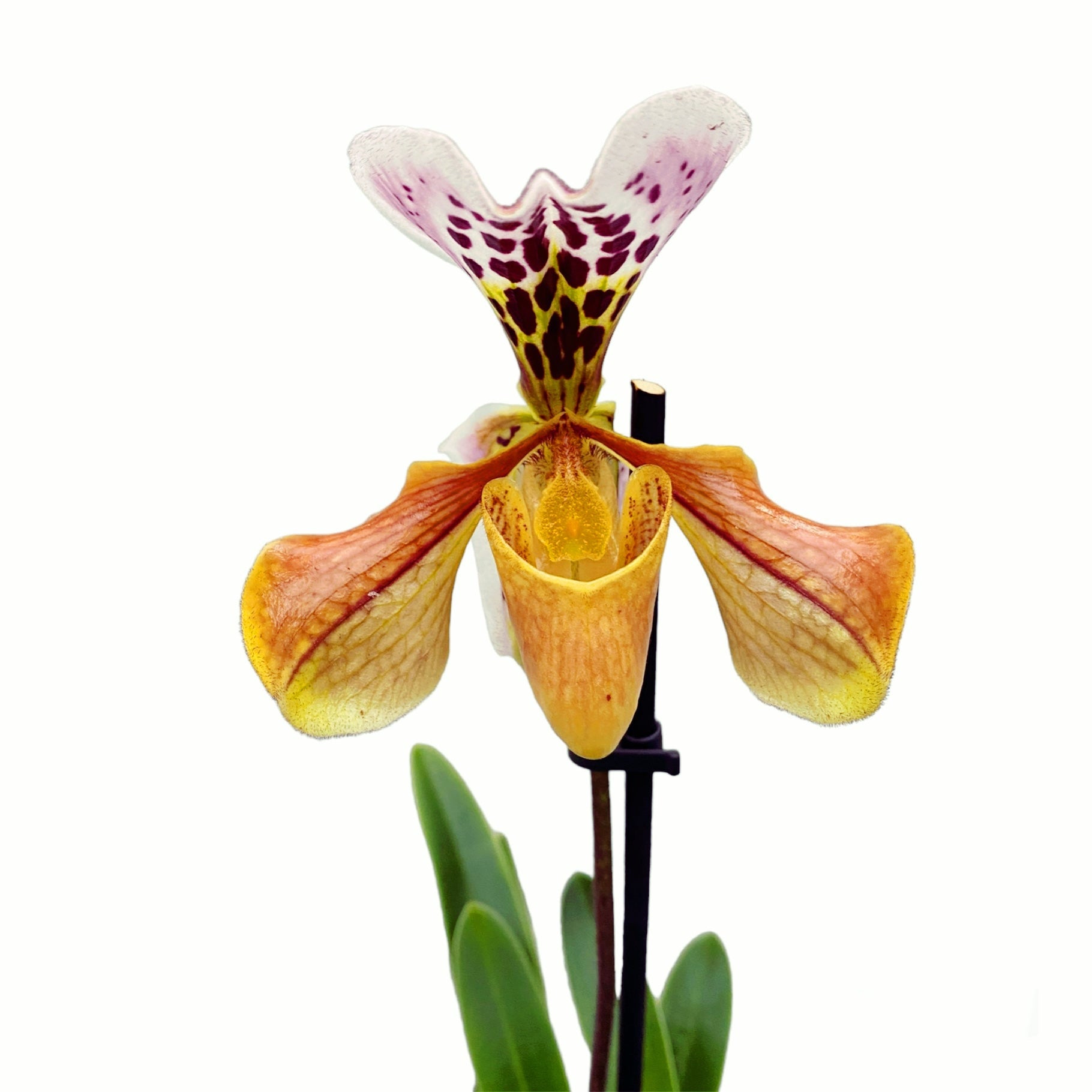 Paphiopedilum gratrixianum