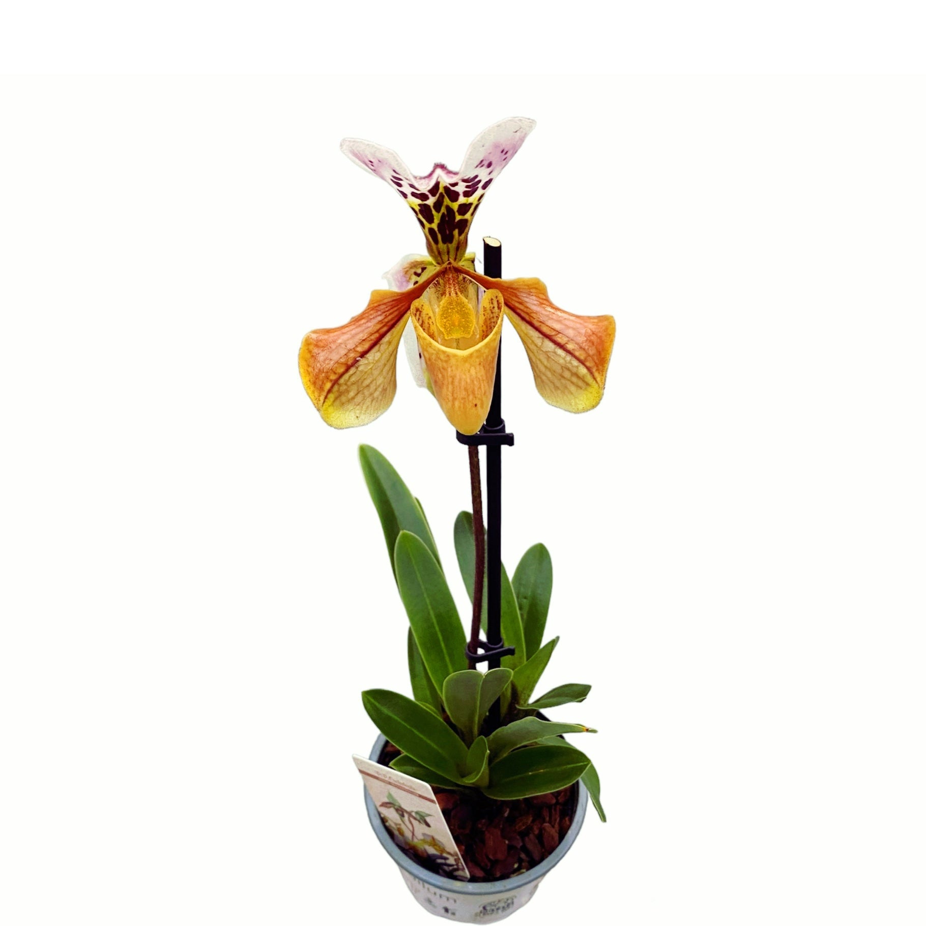 Paphiopedilum gratrixianum