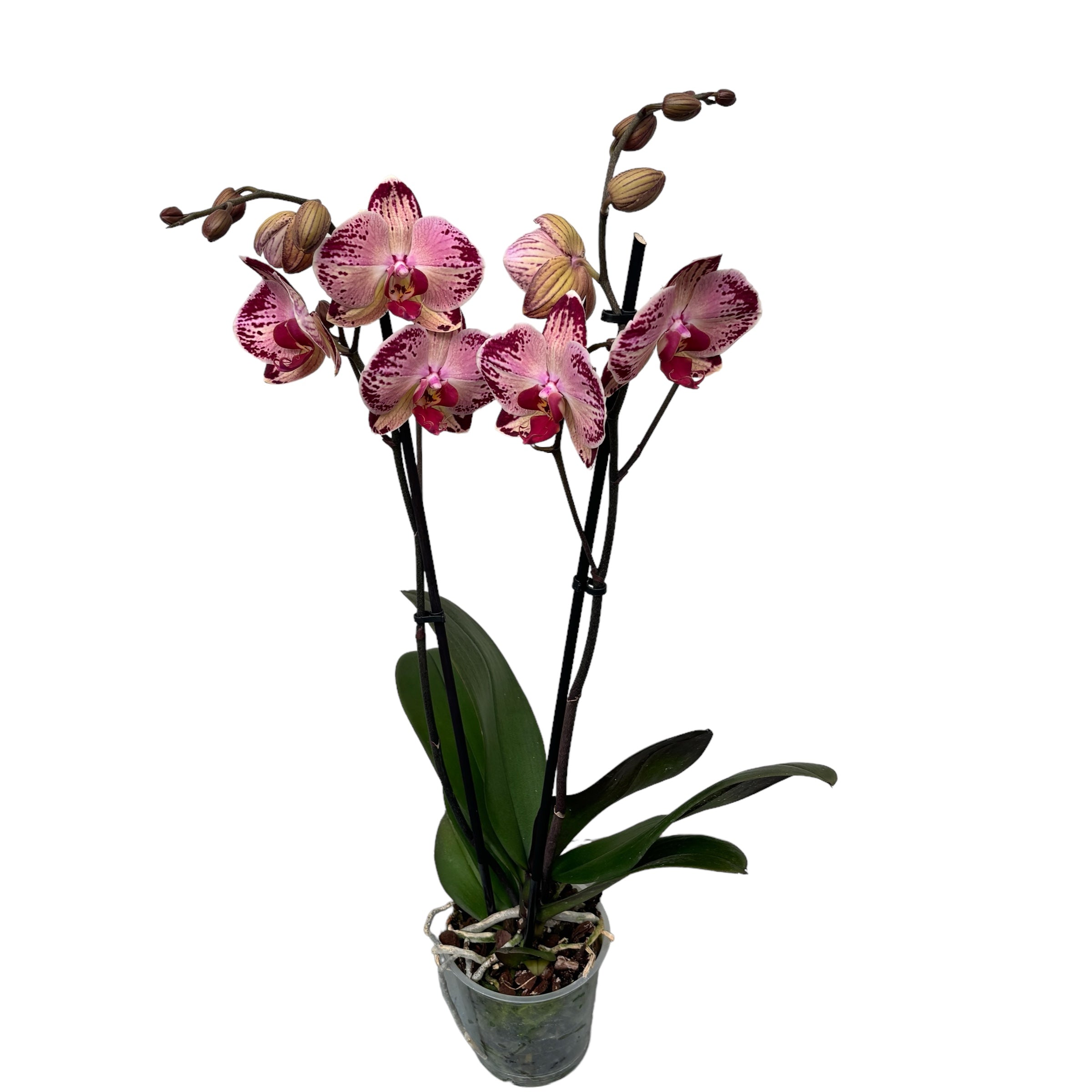 Phalaenopsis Paisaje