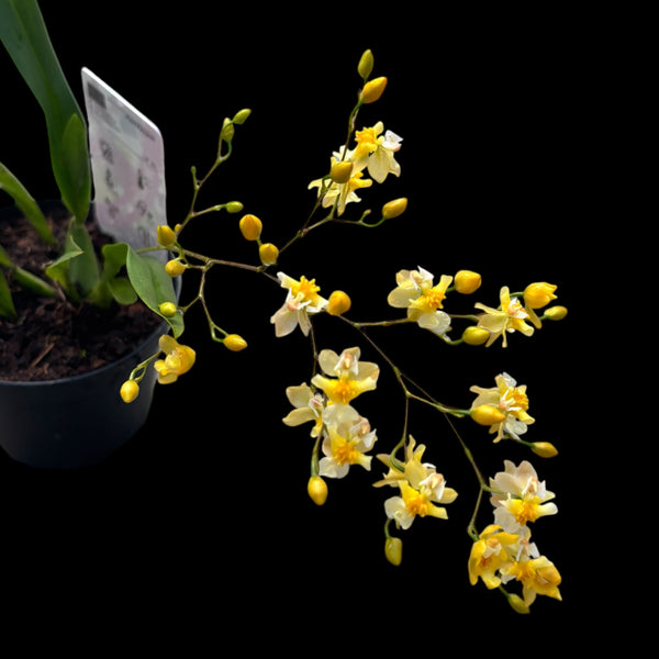 Oncidium Twinkle mix D8 (intensely fragrant flowers)