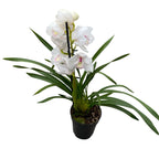 Cymbidium Due Vergini