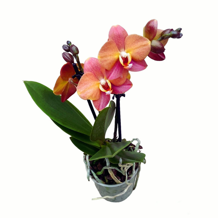 Phalaenopsis Macau