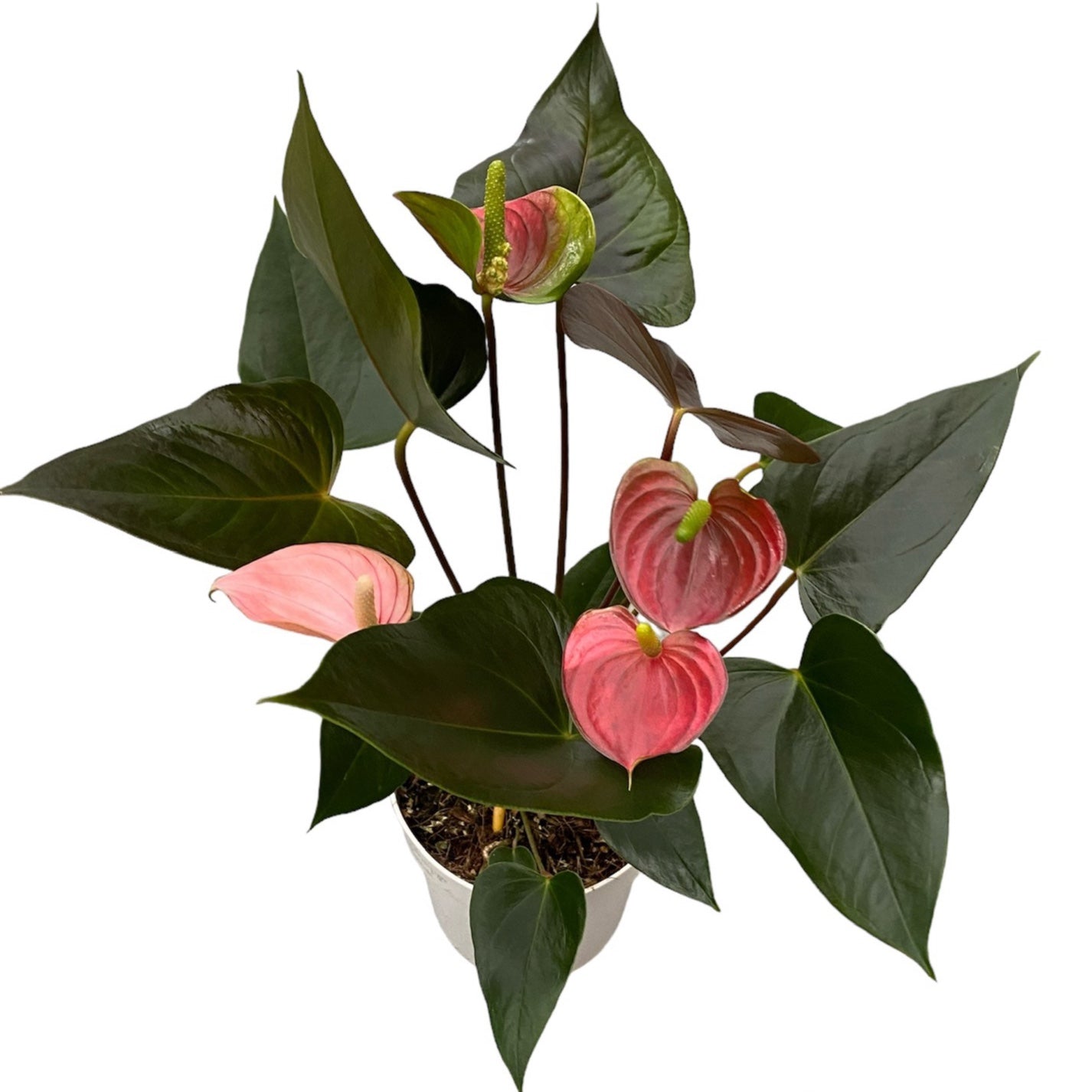 Anthurium ‘Rainbow Champion’ – planta tropicala cu flori irizate in nuante de roz si verde