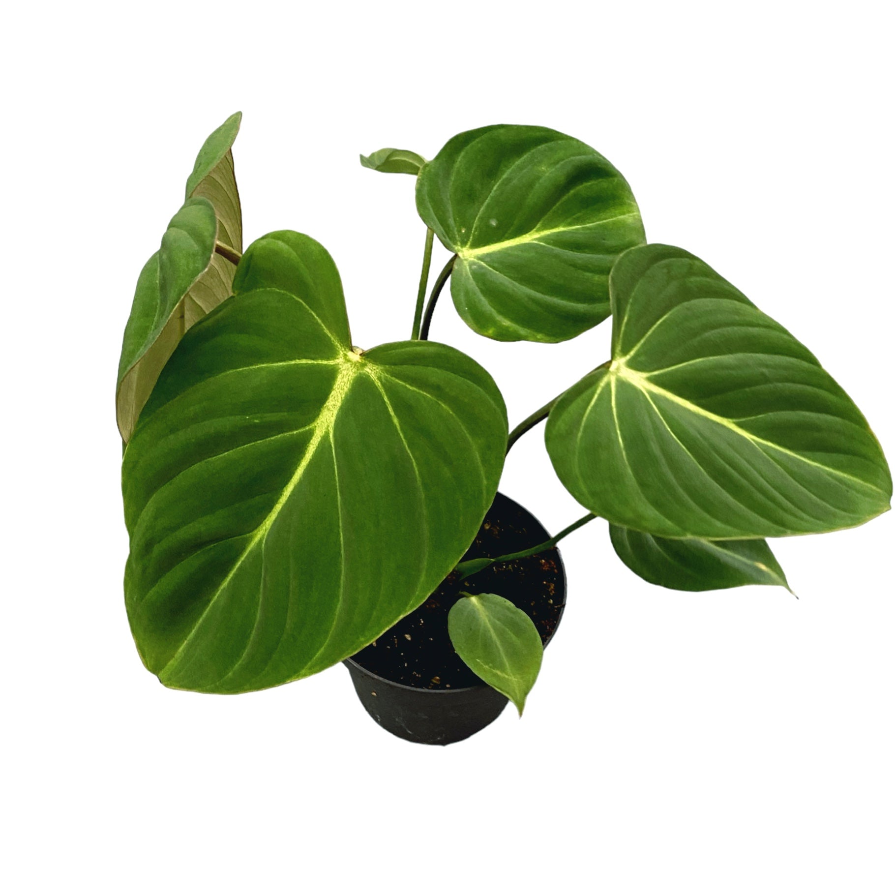 philodendron gloriosum buy europe Philodendron gloriosum – Secret Garden Plant Shop