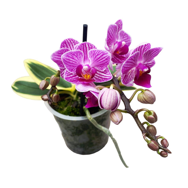 Orchidea Phalenopsis H 40/50 a due steli con vaso - 3 colori Sconti per  Fioristi, Wedding e Aziende - San Michele di Ganzaria (Catania)