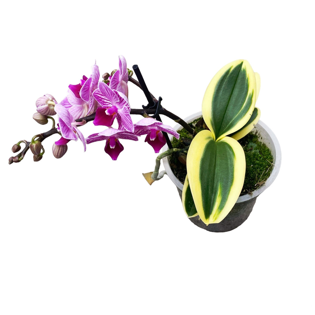 Phalaenopsis Sogo Vivien (frunze variegate)