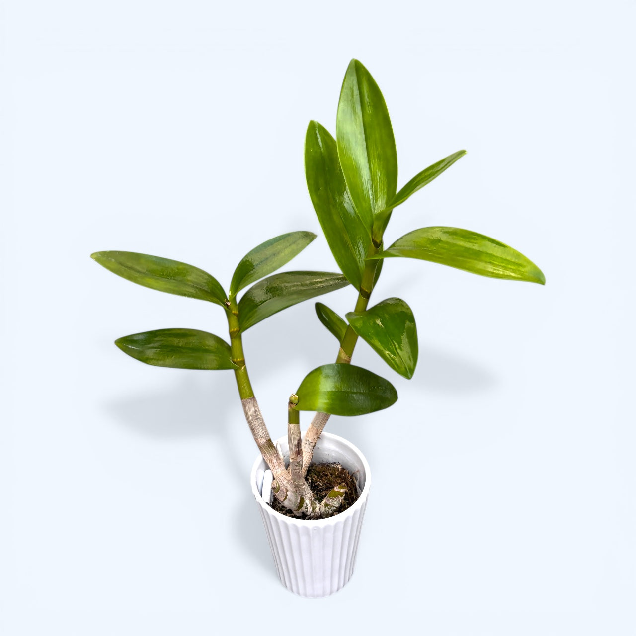 Dendrobium Arcadia Twist – Secret Garden Plant Shop