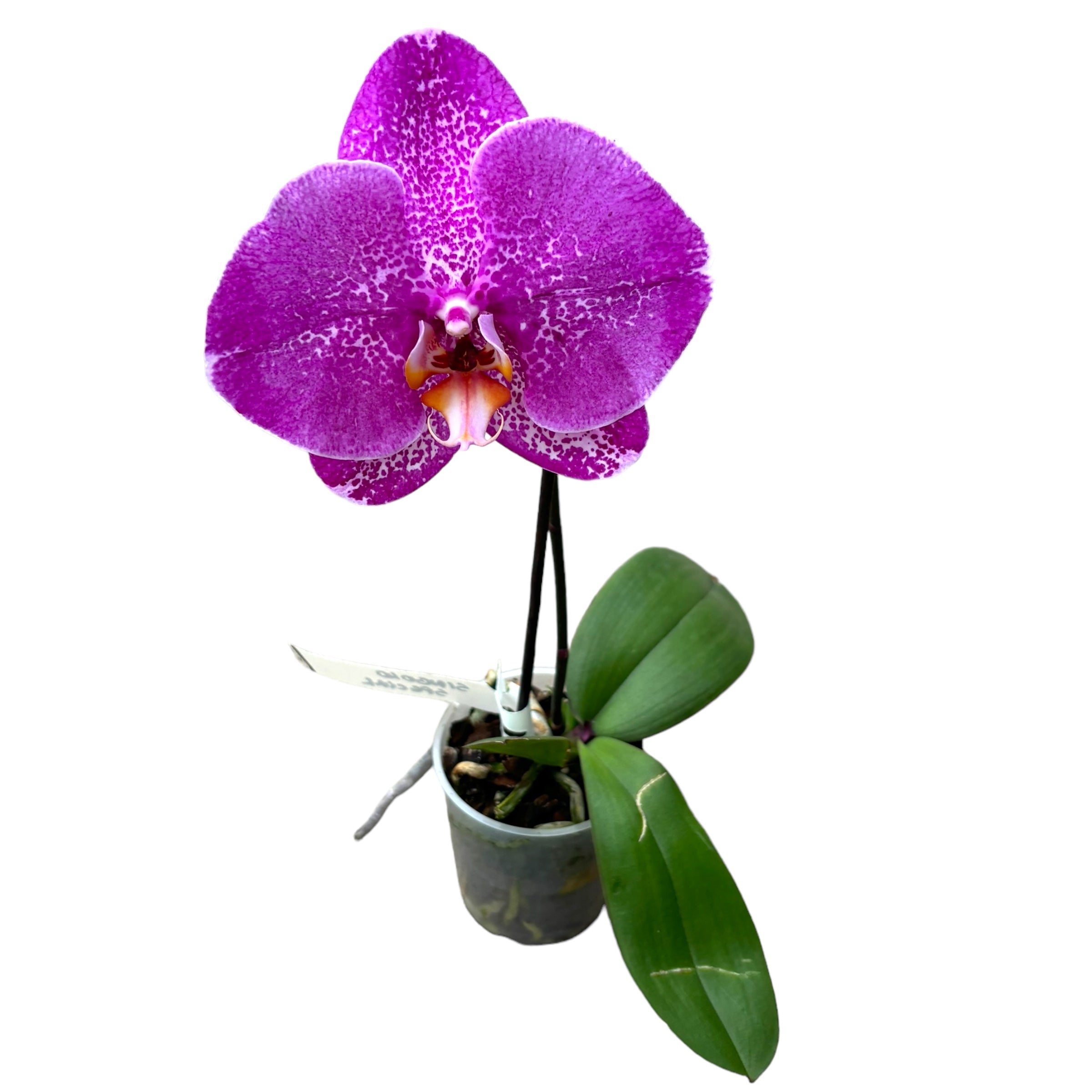 Phalaenopsis Singolo Special - XXL-Blume