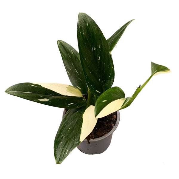 Monstera Standleyana ‘Albo Variegata’ (Philodendron Cobra)