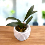 Hoya anncajanoae - flori parfumate