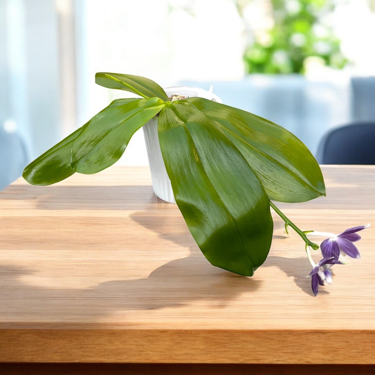 Phalaenopsis speciosa 'Purple Dream'