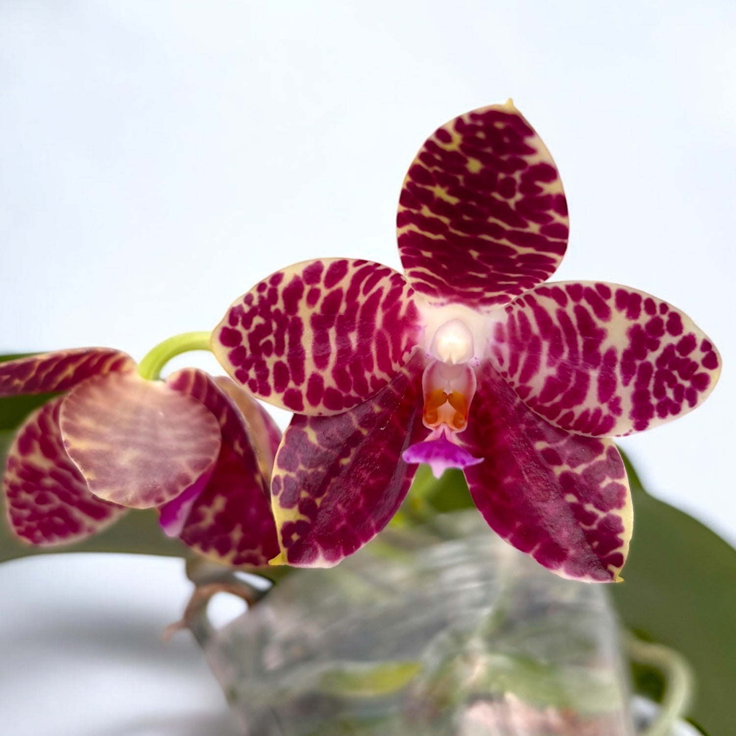 Phalaenopsis Yuanshan Girl '3046' (gigantea x Yungho Princess Gelb)