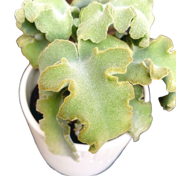 Kalanchoe beharensis 'Maltese Cross'