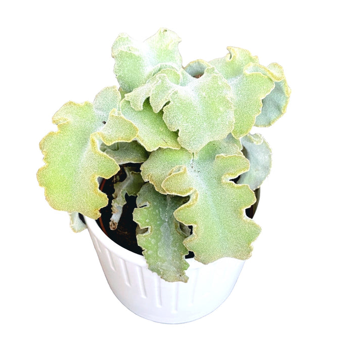 Kalanchoe beharensis 'Maltese Cross'