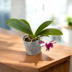 Phalaenopsis tetraspis 'C1' fragrant