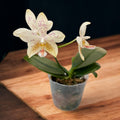 Phalaenopsis Tetra Star '3283' (Phal. stuartiana × Phal. tetraspis)