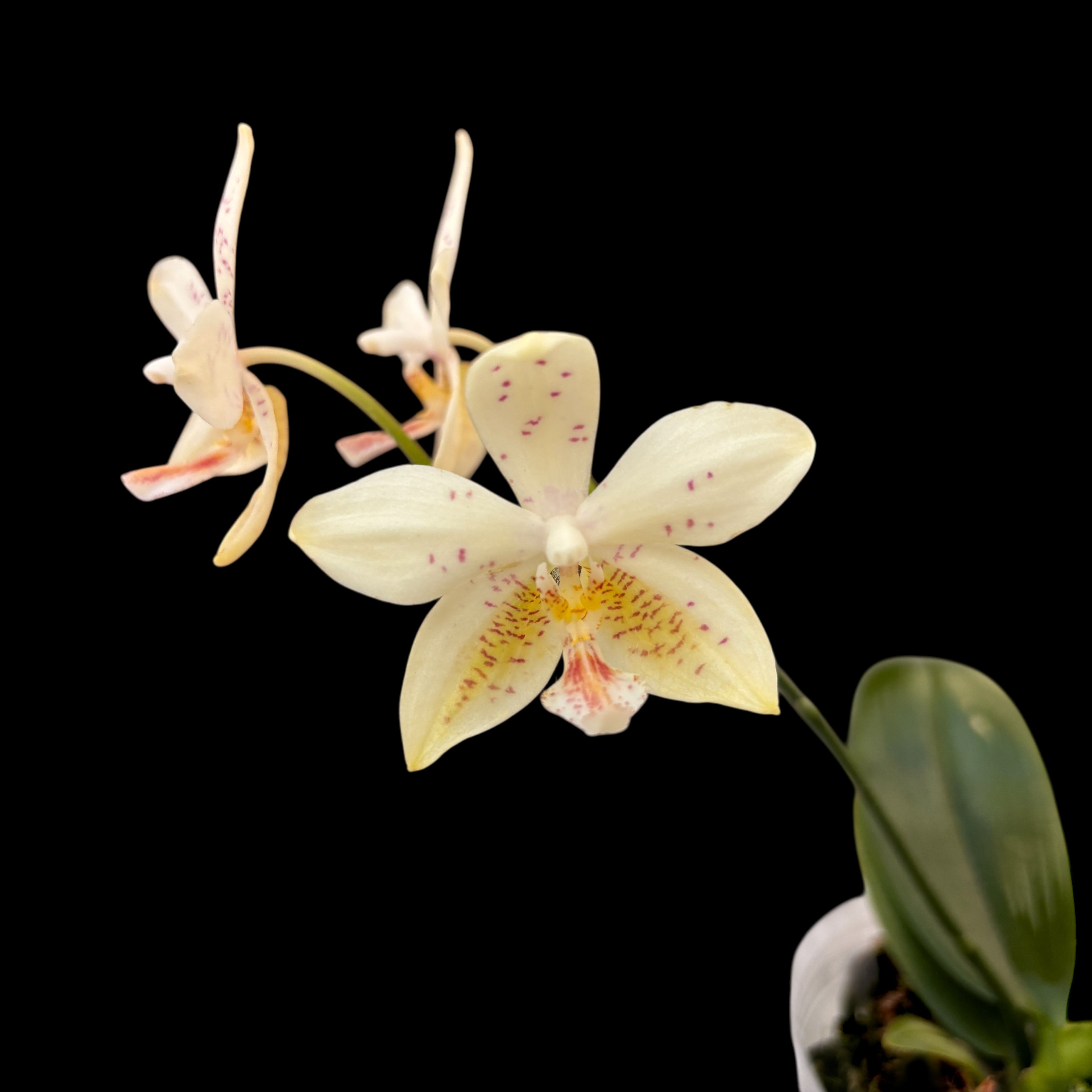 Phalaenopsis Tetra Star '3283' (Phal. stuartiana × Phal. tetraspis)