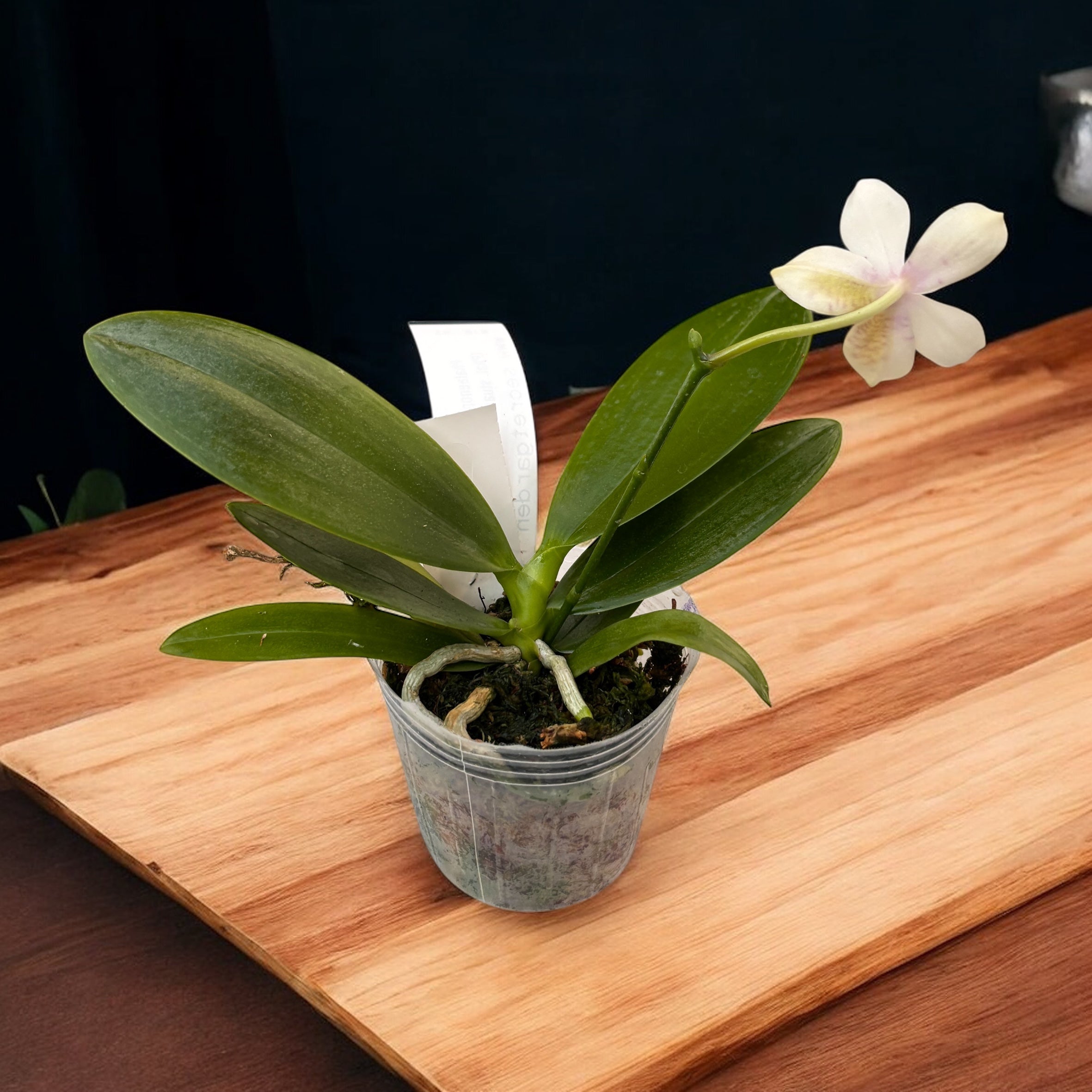 Phalaenopsis Tetra Star '3283' (Phal. stuartiana × Phal. tetraspis)