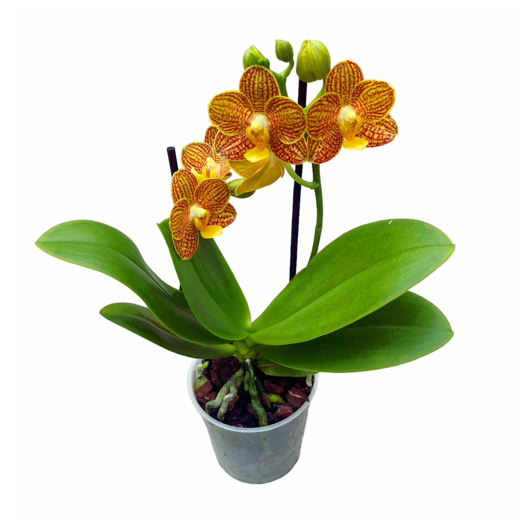 Phalaenopsis Indian Summer (Little Zorro) D9