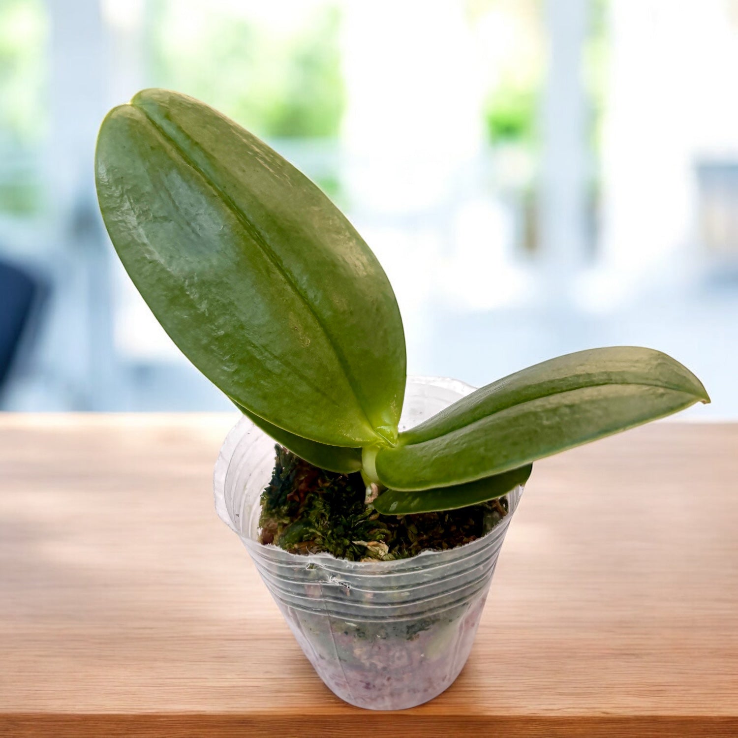 Phalaenopsis gigantea var. alba - geurig