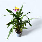 Miltonia Sunset (Pansy Orchid)