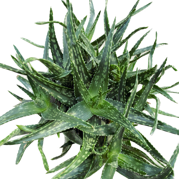 Aloe-Minze-Streifen