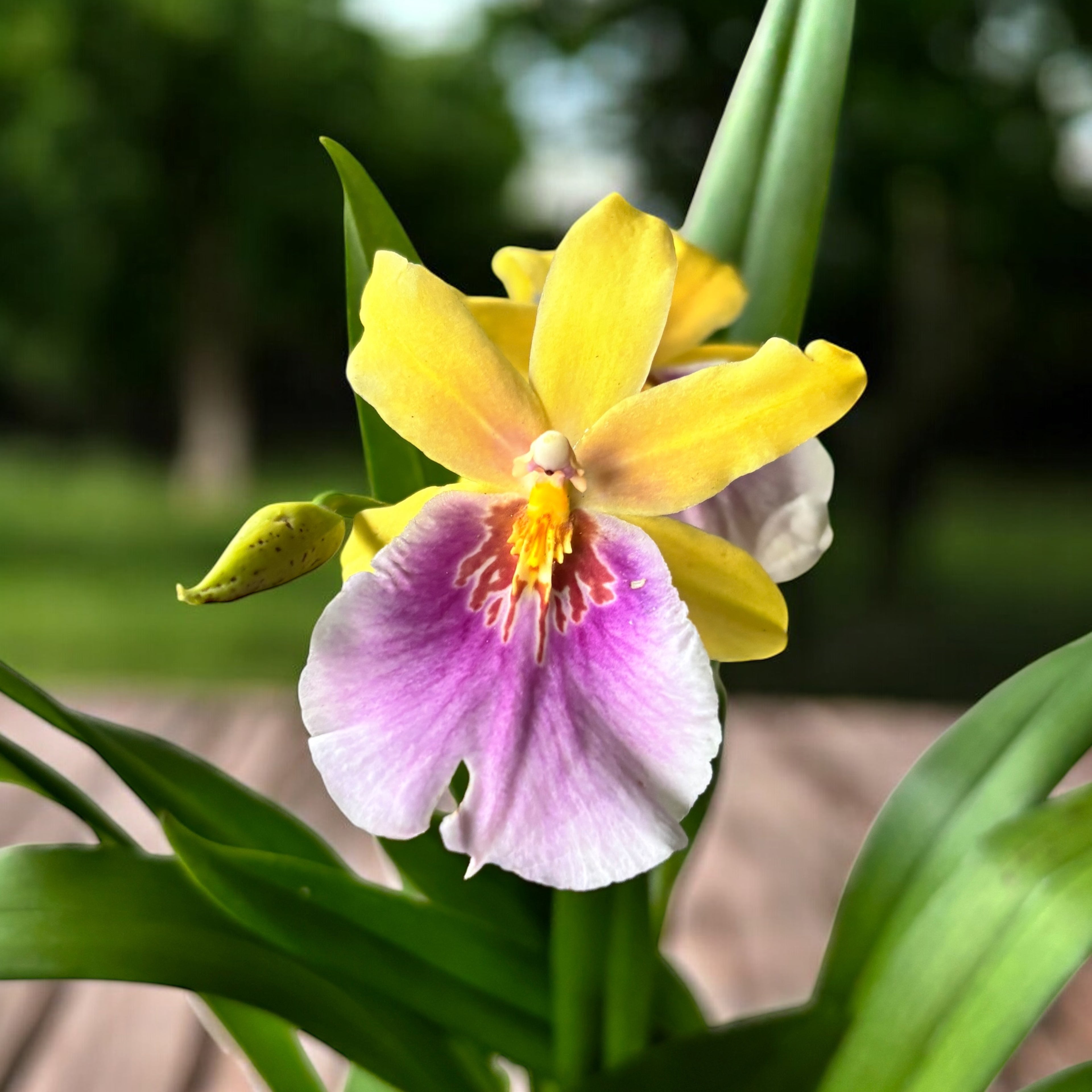Miltonia Sunset (Pansy Orchid)