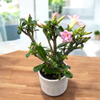 Adenium obesum 'Pink Star' (ökenträdgårdsros) D12