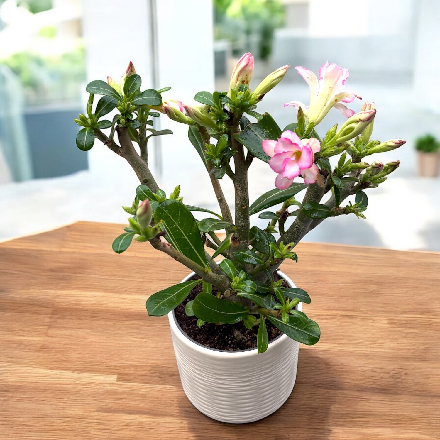 Adenium obesum 'Pink Star' (ökenträdgårdsros) D12