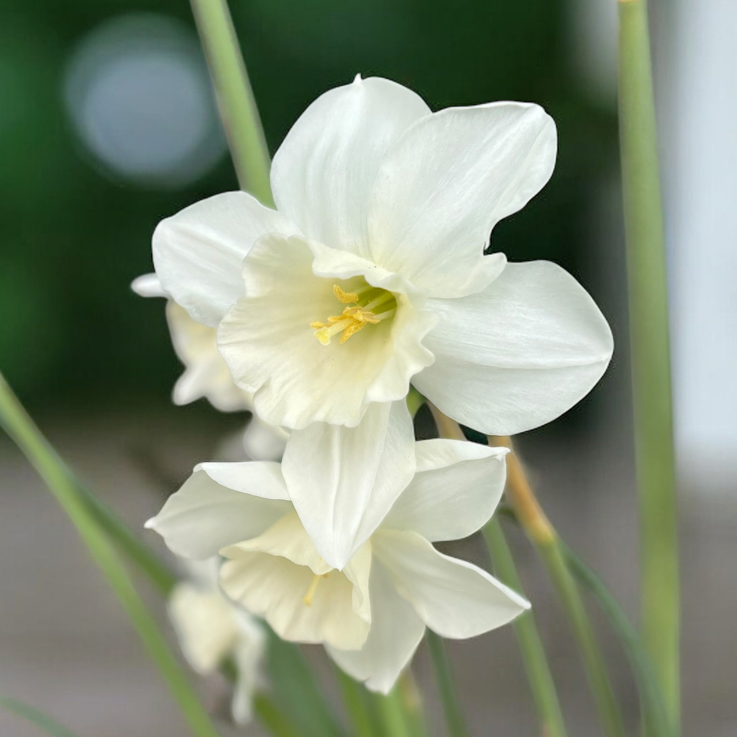 Narcise speciale  - Narcissus ‘Mrs Iwasa Masako'