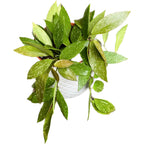 Hoya memoria, volle Töpfe - Topf 12 cm